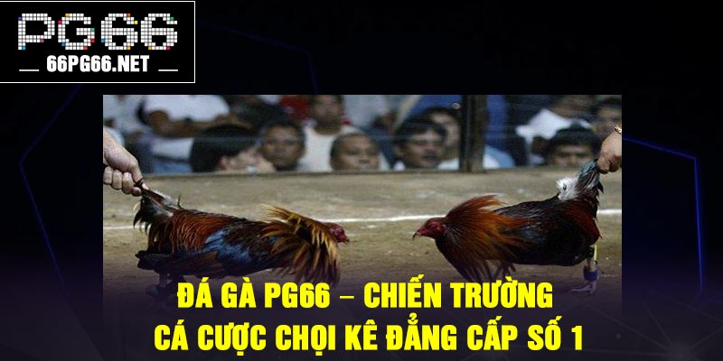 Đá gà PG66 – Chiến trường cá cược chọi kê đẳng cấp số 1