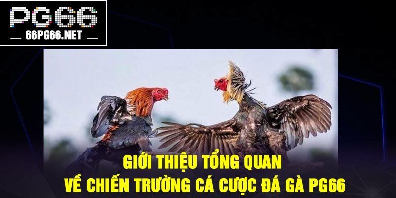 Giới thiệu tổng quan về chiến trường cá cược đá gà PG66