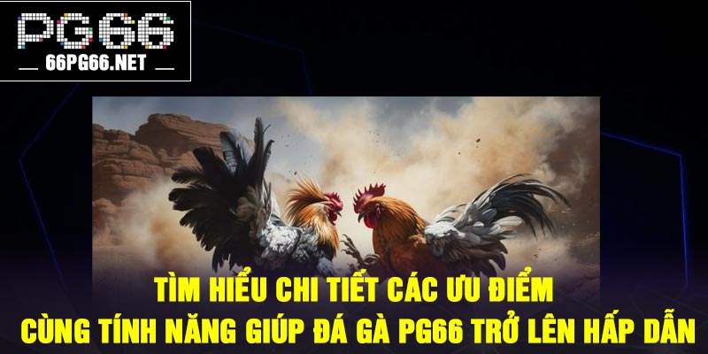 Tìm hiểu chi tiết các ưu điểm cùng tính năng giúp đá gà PG66 trở lên hấp dẫn